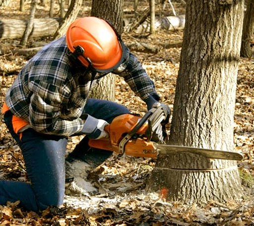 Tree Removal in Cedar Grove, WV